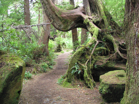 Cape Scott Trail: A primer